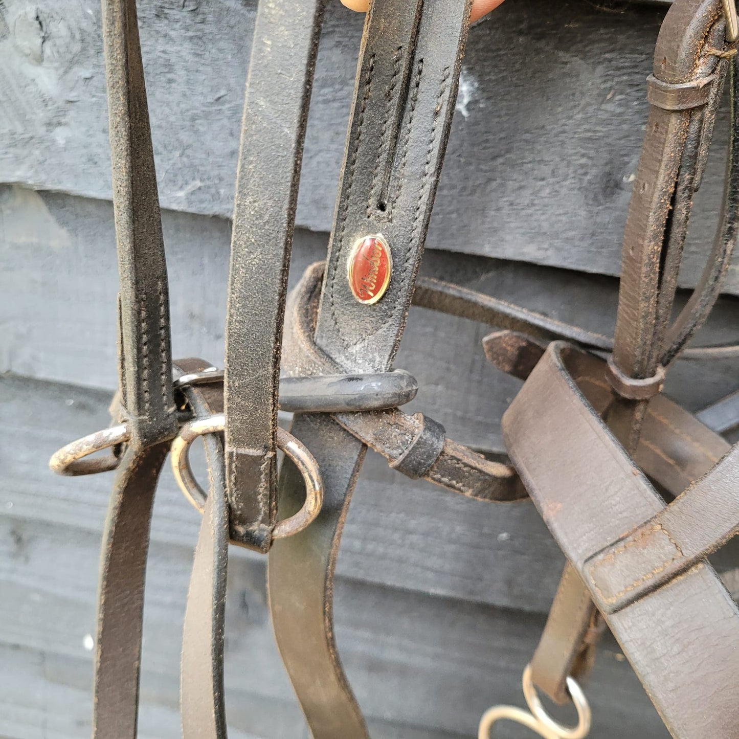 Brown Full Size Hunter Bridle with Reins, Windsor Martingale & 5.5" Gag Bit Good Used Condition.