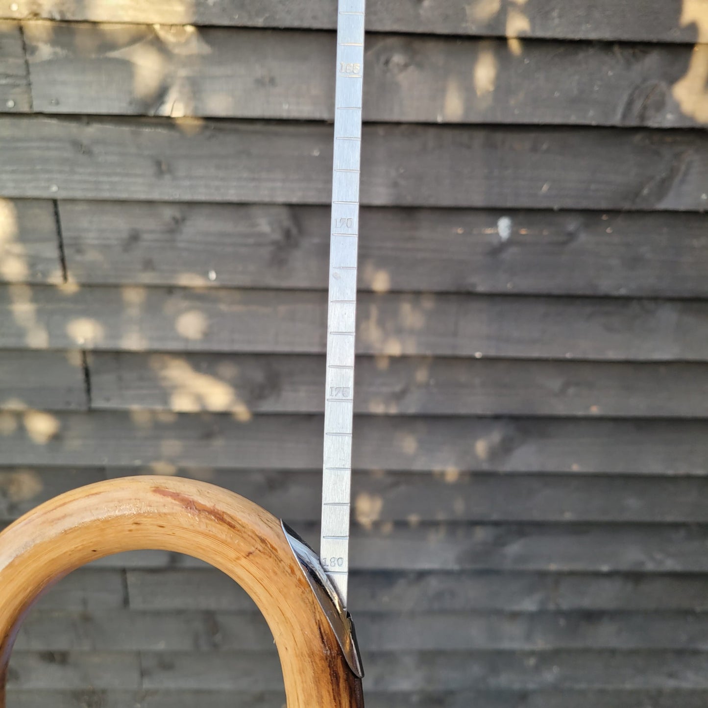 Dealers/ Judges Cane With Measuring Stick in Handle